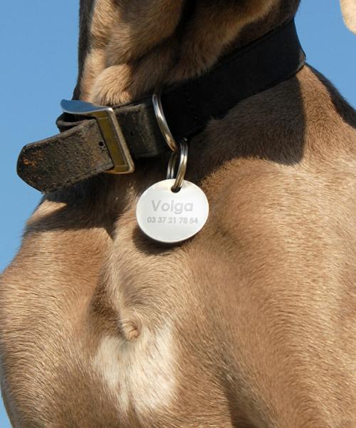 Gravure sur médaille animaux en métal rond indiquant le nom et le numéro de téléphone.